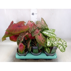 Caladium   ...mix