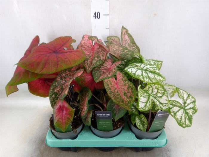 <h4>Caladium   ...mix</h4>