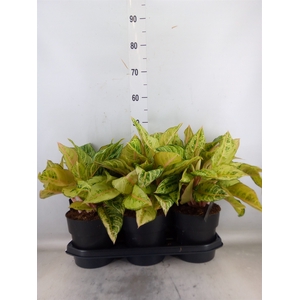 Aglaonema   ...
