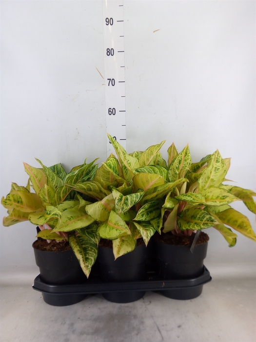 <h4>Aglaonema   ...</h4>