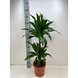 Dracaena fragrans Janet Craig 21Ø 95cm 2pp