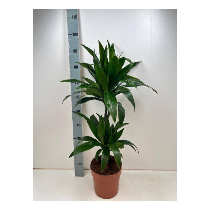 <h4>Dracaena fragrans Janet Craig 21Ø 95cm 2pp</h4>