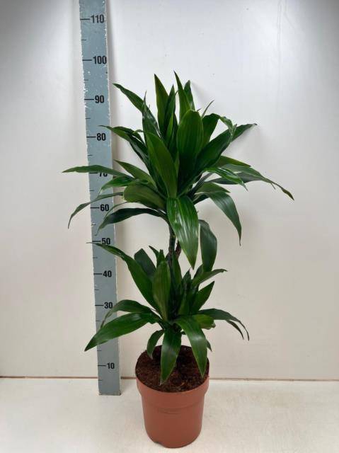 Dracaena fragrans Janet Craig 21Ø 95cm 2pp