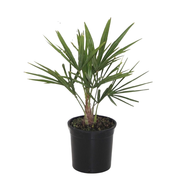 <h4>Trachycarpus Fortunei - 40cm</h4>