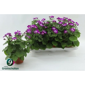 PERI C MAN P ROSE CH