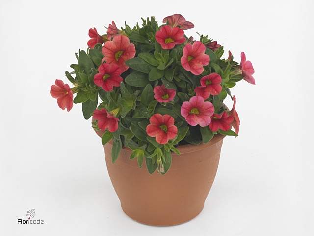 CALIB CONGA ORANGE