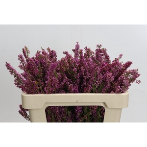 Kaaps Groen Erica Pink