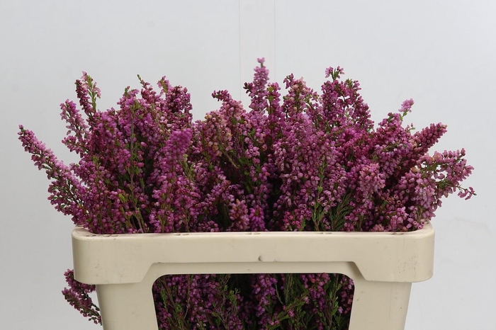 <h4>Cape Green Erica Pink</h4>