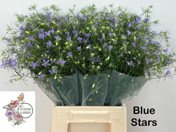 <h4>NIGE BUCHARICA</h4>