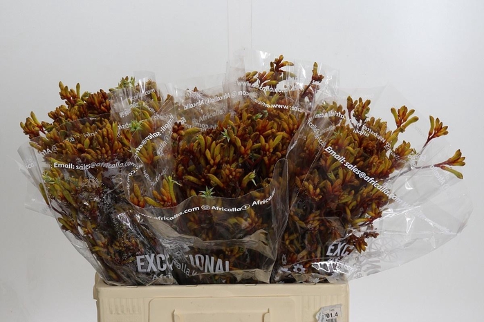 <h4>ANIGOZ GOLD FEVER</h4>