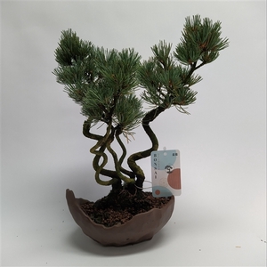 Pinus Parviflora Forest Bonsai 'E30' 16 cm (herkomst: Japan)