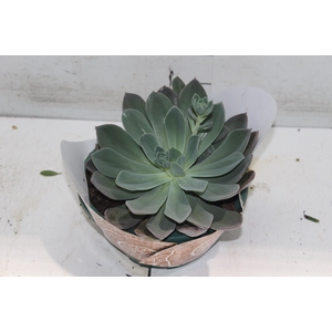 ECHEVERIA BLUE PRINCE C21