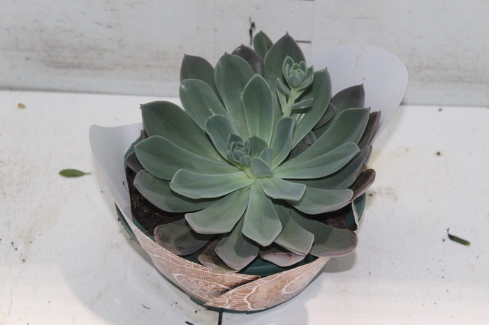 ECHEVERIA BLUE PRINCE C21