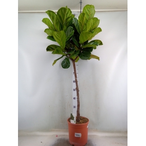 Ficus   ...