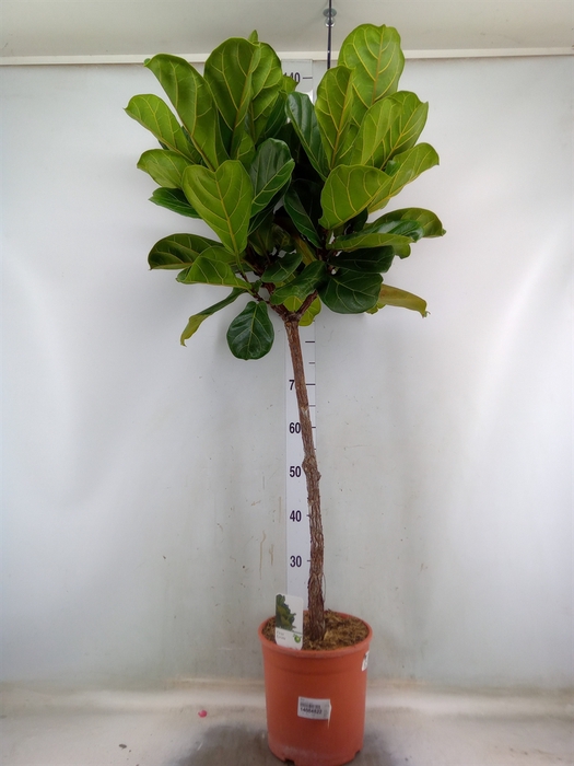 <h4>Ficus   ...</h4>
