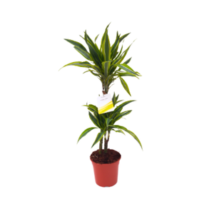 Dracaena overig