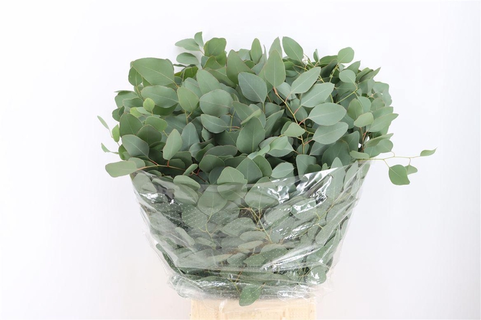 <h4>Euca Populus 200gr P Bunch</h4>