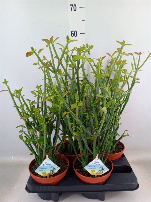 <h4>Euphorbia   ...</h4>
