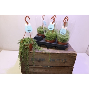 Senec Herreianus In Hangpotje