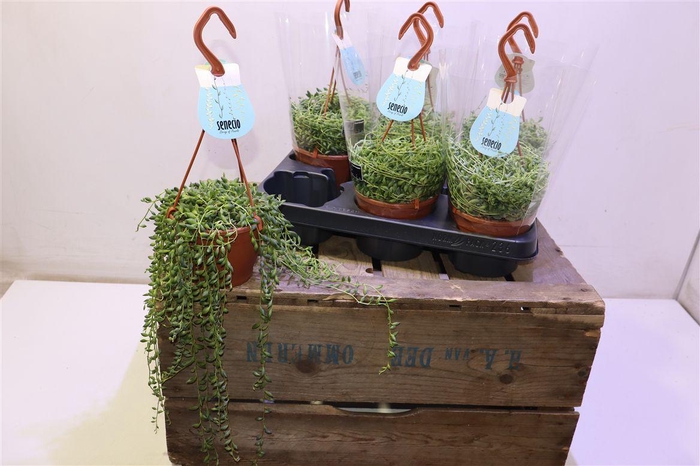 <h4>arr8 Senec Herreianus In Hangpotje</h4>