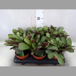 Ctenanthe burle-marxii 'Amagris'