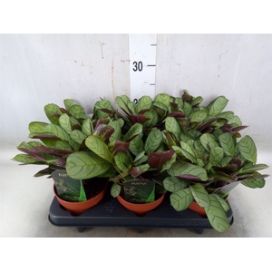 Ctenanthe burle-marxii 'Amagris'