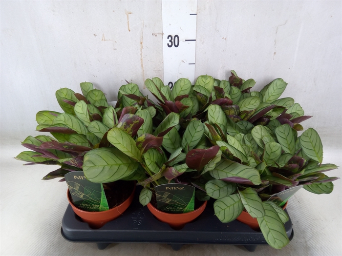 <h4>Ctenanthe burle-marxii 'Amagris'</h4>