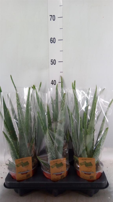 <h4>Aloe vera</h4>