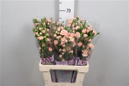 <h4>Di Tr Hamada</h4>