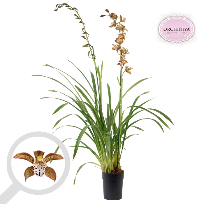 <h4>Cymbidium Cuba Libre 2 tak</h4>