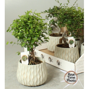 BONSAI GEM
