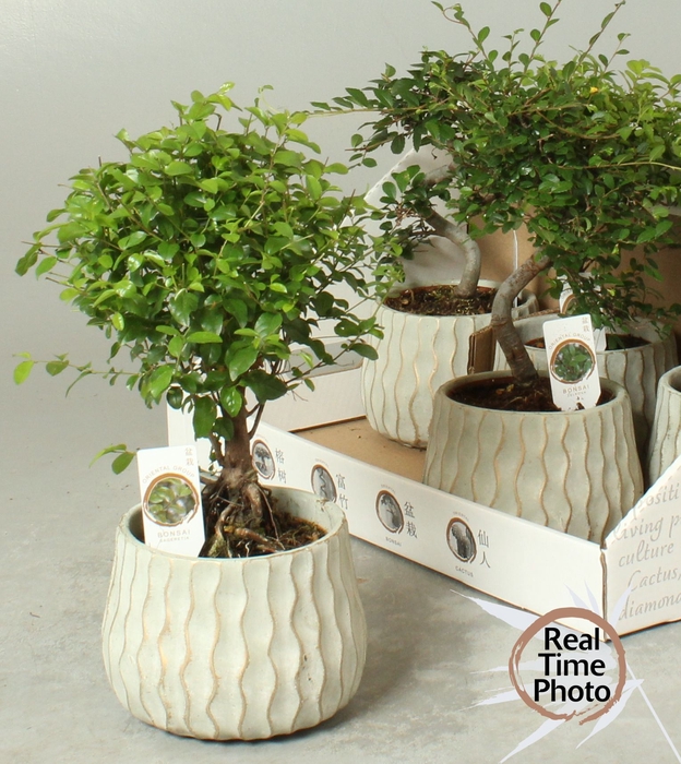 <h4>BONSAI GEM</h4>