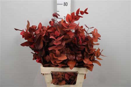 Euc. Cinerea Preserved Autumn