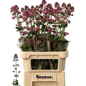 Centranthus Ruber Roseus