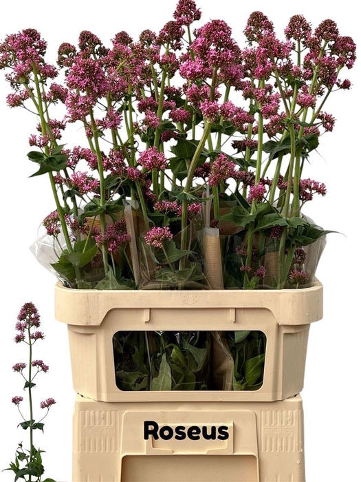 <h4>Centranthus Ruber Roseus</h4>