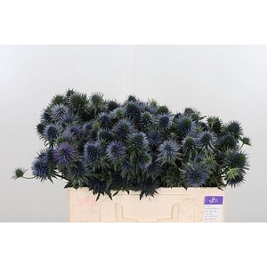 ERYNG SCORPIUS QUESTAR