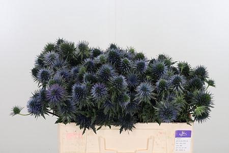 <h4>ERYNG SCORPIUS QUESTAR</h4>