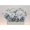 Kaaps Groen Silver Brunia White