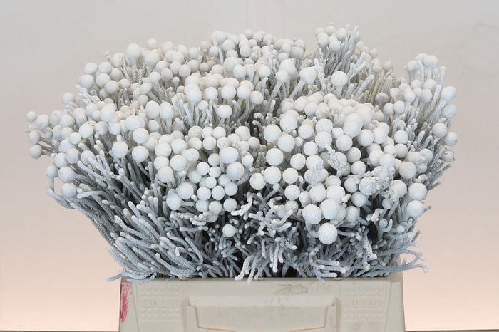 <h4>Kaaps Groen Silver Brunia White</h4>