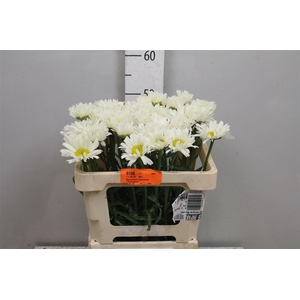 Leuc Vulg White