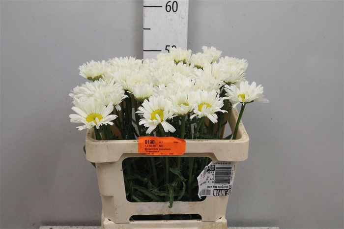 <h4>Leuc Vulg White</h4>