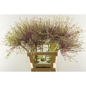 Allium Schubertii L 70