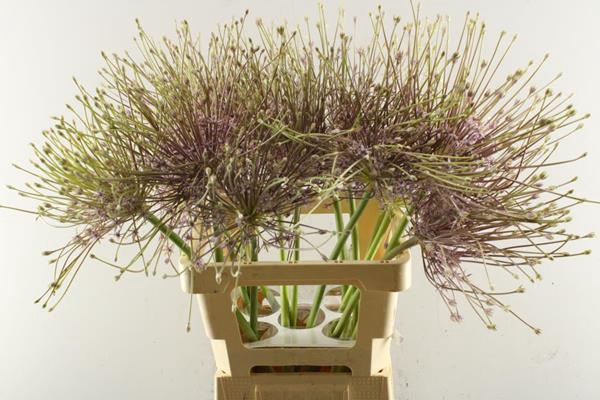 <h4>Allium Schubertii L 70</h4>