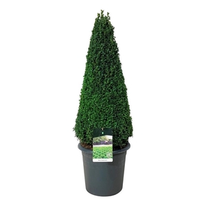 Buxus sempervirens