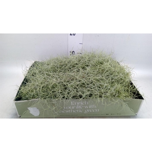 Tillandsia usneoides