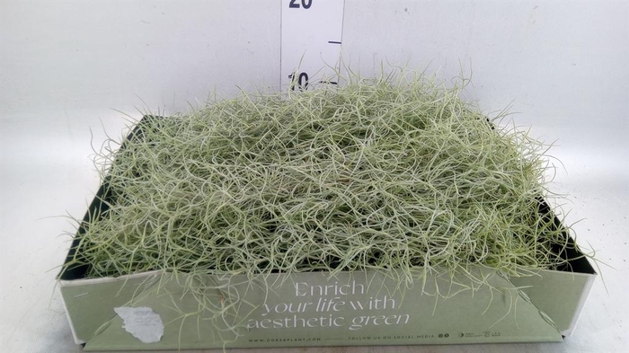 <h4>Tillandsia usneoides</h4>