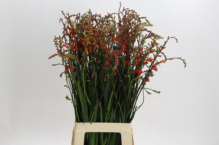 <h4>CROCOSMIA RED KING*</h4>