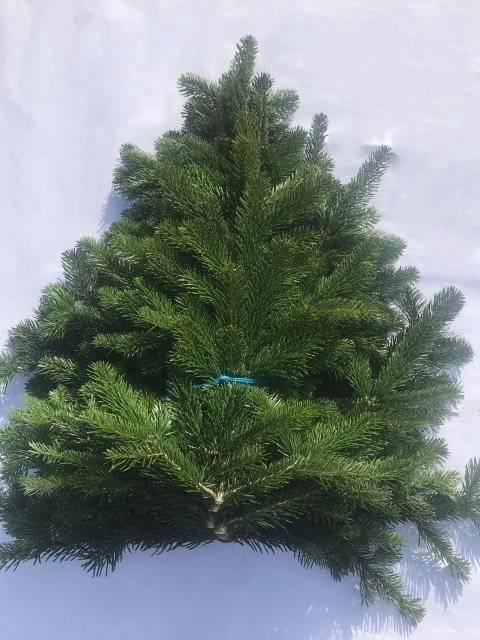 <h4>ABIES NORDMAN KILO</h4>