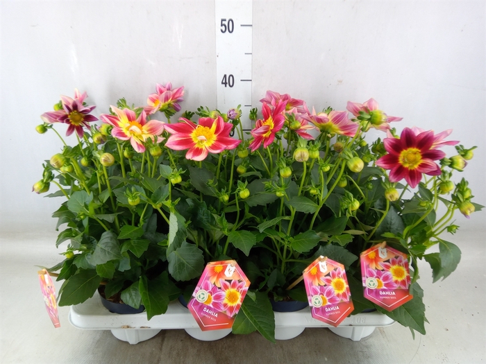 <h4>Dahlia  'Summerbees Red Bicolor'</h4>