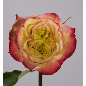 R GR JOURNEY Welyflor